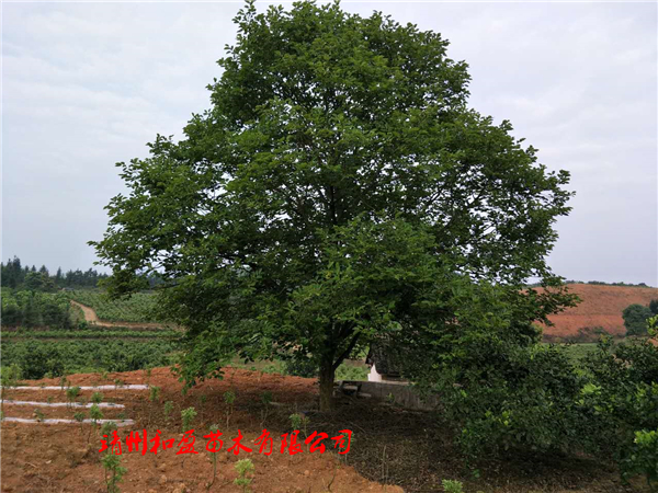 柿子樹(shù)