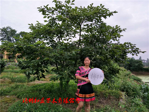 柿子樹(shù)