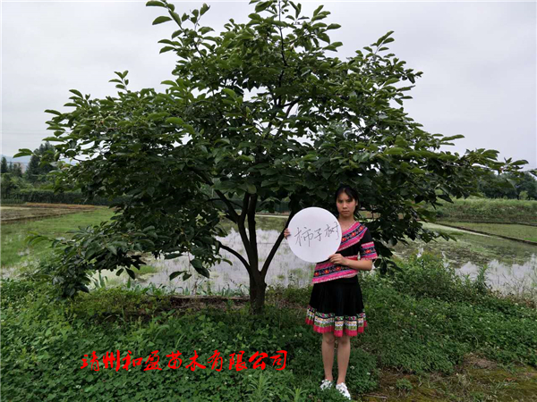 柿子樹(shù)