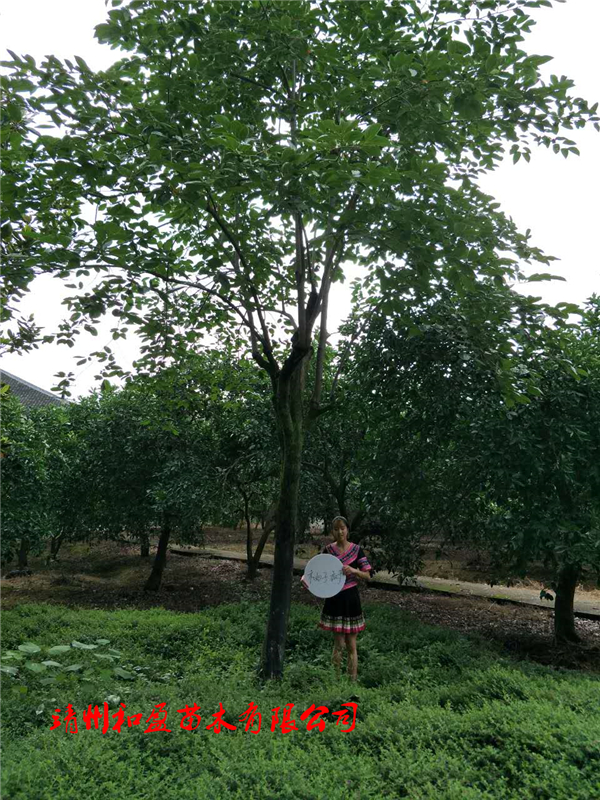 柿子樹(shù)