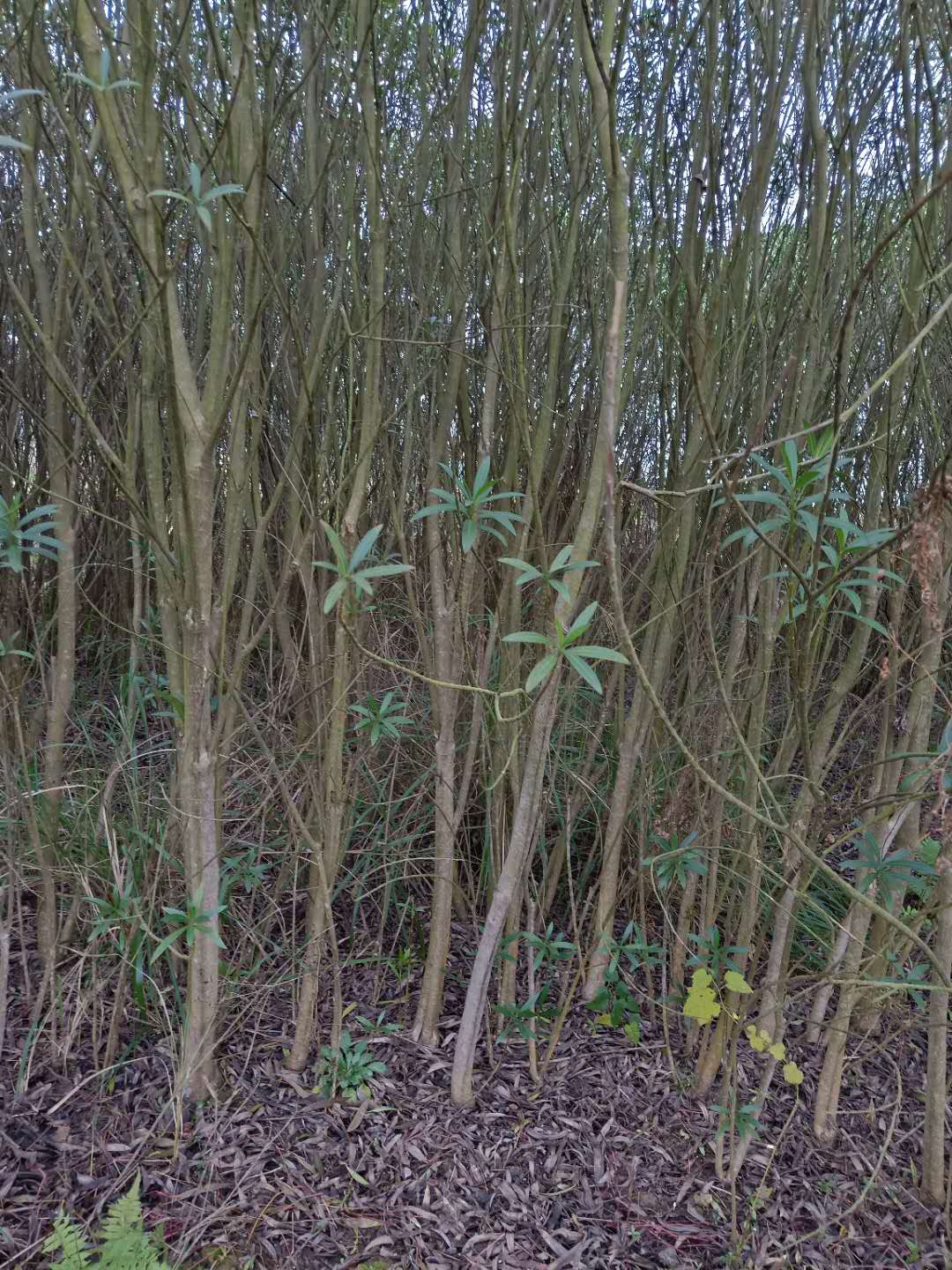 叢生夾竹桃