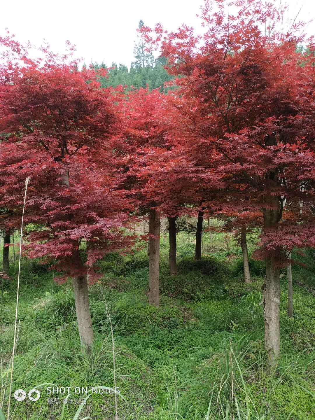 紅楓