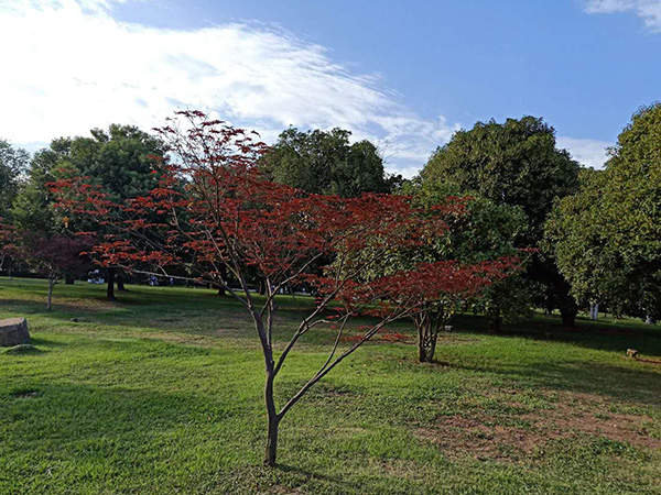 桂花樹(shù)4