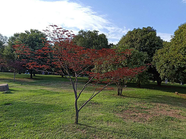 桂花樹(shù)2