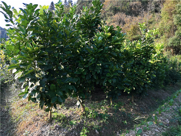 8公分柚子樹(shù)
