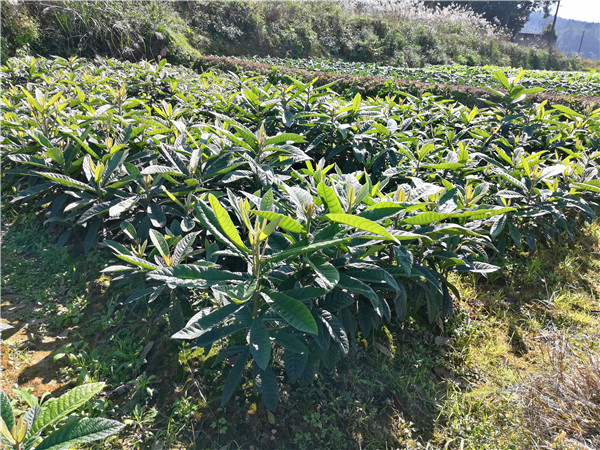 枇杷樹(shù)