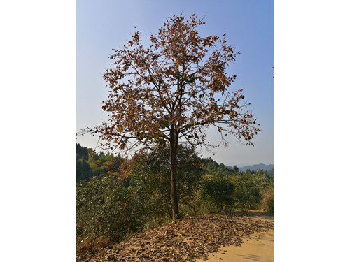 柿子樹(shù)