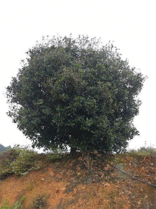 4米冠幅斷根楊梅基地，裝車(chē)場(chǎng)景