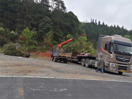 4米冠幅斷根楊梅基地，裝車(chē)場(chǎng)景
