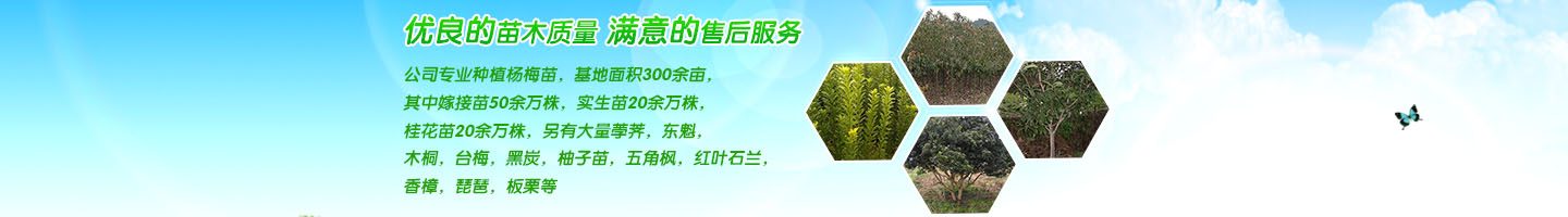 靖州和盈苗木有限公司  3456789公分楊梅樹、嫁接楊梅苗；板栗樹、柚子樹、枇杷樹、金秋梨樹苗、黑老虎、臍橙、柑橘樹苗、桃樹、五角楓、紅楓、大櫻桃樹