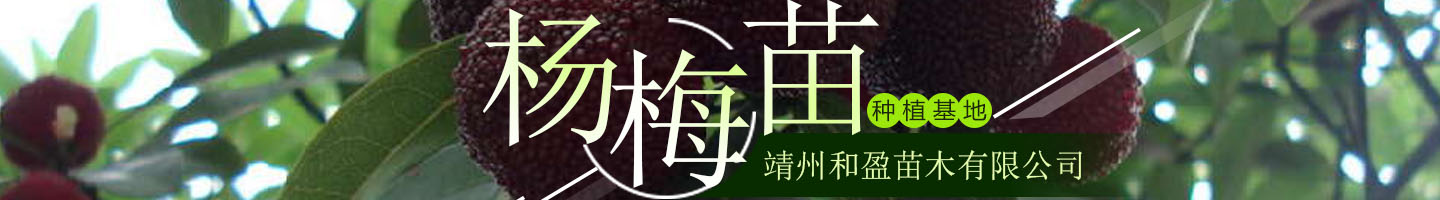 靖州和盈苗木有限公司  3456789公分楊梅樹、嫁接楊梅苗；板栗樹、柚子樹、枇杷樹、金秋梨樹苗、黑老虎、臍橙、柑橘樹苗、桃樹、五角楓、紅楓、大櫻桃樹