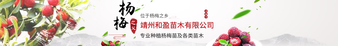 靖州和盈苗木有限公司-靖州縣斷根及移栽楊梅樹苗、桂花樹、柚子樹（黃金貢柚、紅心柚、沙田柚）、黃桃樹、大五星枇杷樹、美國(guó)紅楓、紅葉石楠、