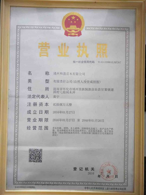 靖州和盈苗木有限公司-靖州縣斷根及移栽楊梅樹苗、桂花樹、柚子樹（黃金貢柚、紅心柚、沙田柚）、黃桃樹、大五星枇杷樹、美國(guó)紅楓、紅葉石楠