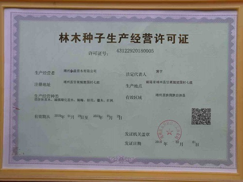 靖州和盈苗木有限公司-靖州縣斷根及移栽楊梅樹苗、桂花樹、柚子樹（黃金貢柚、紅心柚、沙田柚）、黃桃樹、大五星枇杷樹、美國(guó)紅楓、紅葉石楠