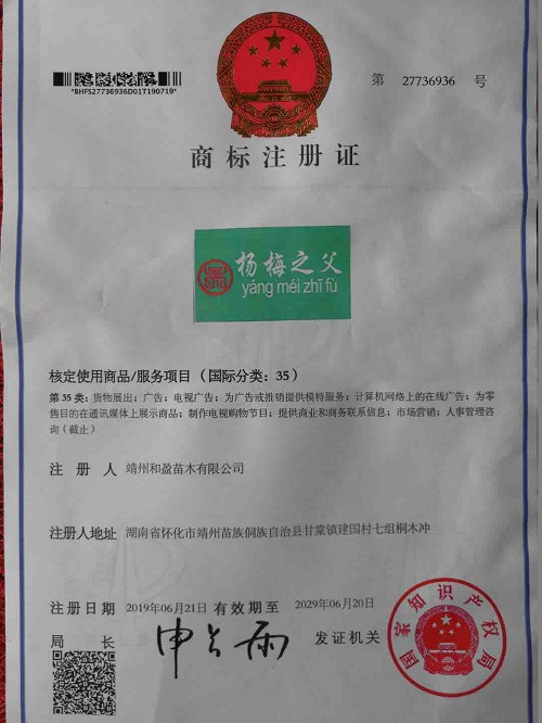 靖州和盈苗木有限公司-靖州縣斷根及移栽楊梅樹苗、桂花樹、柚子樹（黃金貢柚、紅心柚、沙田柚）、黃桃樹、大五星枇杷樹、美國(guó)紅楓、紅葉石楠