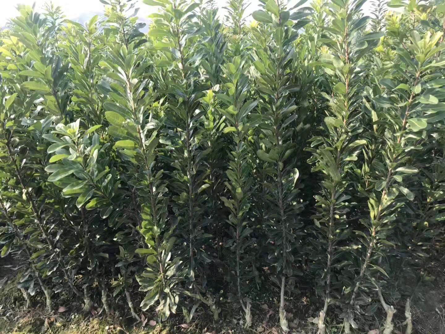 靖州和盈苗木有限公司-靖州縣斷根及移栽楊梅樹苗、桂花樹、柚子樹（黃金貢柚、紅心柚、沙田柚）、黃桃樹、大五星枇杷樹、美國紅楓、紅葉石楠