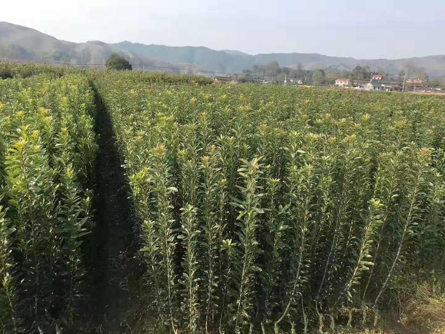 靖州和盈苗木有限公司-靖州縣斷根及移栽楊梅樹苗、桂花樹、柚子樹（黃金貢柚、紅心柚、沙田柚）、黃桃樹、大五星枇杷樹、美國紅楓、紅葉石楠