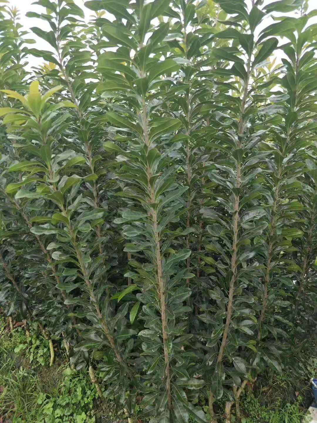 靖州和盈苗木有限公司-靖州縣斷根及移栽楊梅樹苗、桂花樹、柚子樹（黃金貢柚、紅心柚、沙田柚）、黃桃樹、大五星枇杷樹、美國紅楓、紅葉石楠