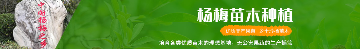 靖州和盈苗木有限公司-靖州縣斷根及移栽楊梅樹苗、桂花樹、柚子樹（黃金貢柚、紅心柚、沙田柚）、黃桃樹、大五星枇杷樹、美國紅楓、紅葉石楠、