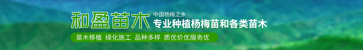 靖州和盈苗木有限公司-靖州縣斷根及移栽楊梅樹苗、桂花樹、柚子樹（黃金貢柚、紅心柚、沙田柚）、黃桃樹、大五星枇杷樹、美國紅楓、紅葉石楠、