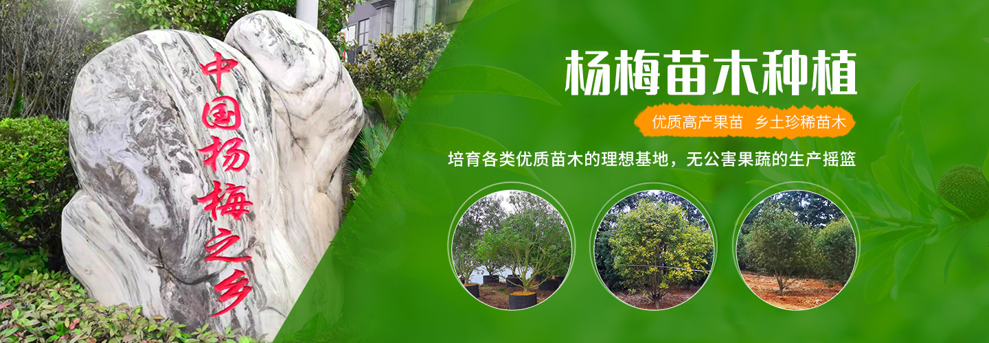 靖州和盈苗木有限公司-靖州縣斷根及移栽楊梅樹(shù)苗、桂花樹(shù)、柚子樹(shù)（黃金貢柚、紅心柚、沙田柚）、黃桃樹(shù)、大五星枇杷樹(shù)、美國(guó)紅楓、紅葉石楠、