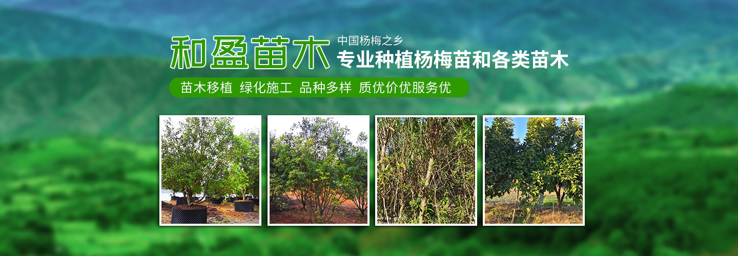 靖州和盈苗木有限公司-靖州縣斷根及移栽楊梅樹(shù)苗、桂花樹(shù)、柚子樹(shù)（黃金貢柚、紅心柚、沙田柚）、黃桃樹(shù)、大五星枇杷樹(shù)、美國(guó)紅楓、紅葉石楠、
