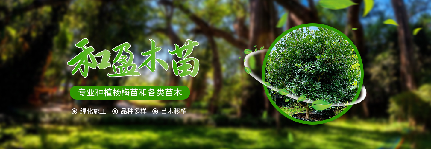靖州和盈苗木有限公司-靖州縣斷根及移栽楊梅樹(shù)苗、桂花樹(shù)、柚子樹(shù)（黃金貢柚、紅心柚、沙田柚）、黃桃樹(shù)、大五星枇杷樹(shù)、美國(guó)紅楓、紅葉石楠、