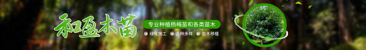 靖州和盈苗木有限公司-靖州縣斷根及移栽楊梅樹苗、桂花樹、柚子樹（黃金貢柚、紅心柚、沙田柚）、黃桃樹、大五星枇杷樹、美國紅楓、紅葉石楠、